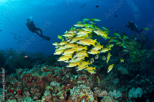 Fototapeta Naklejka Na Ścianę i Meble -  divers and  school of blue striped snappers, Maldives