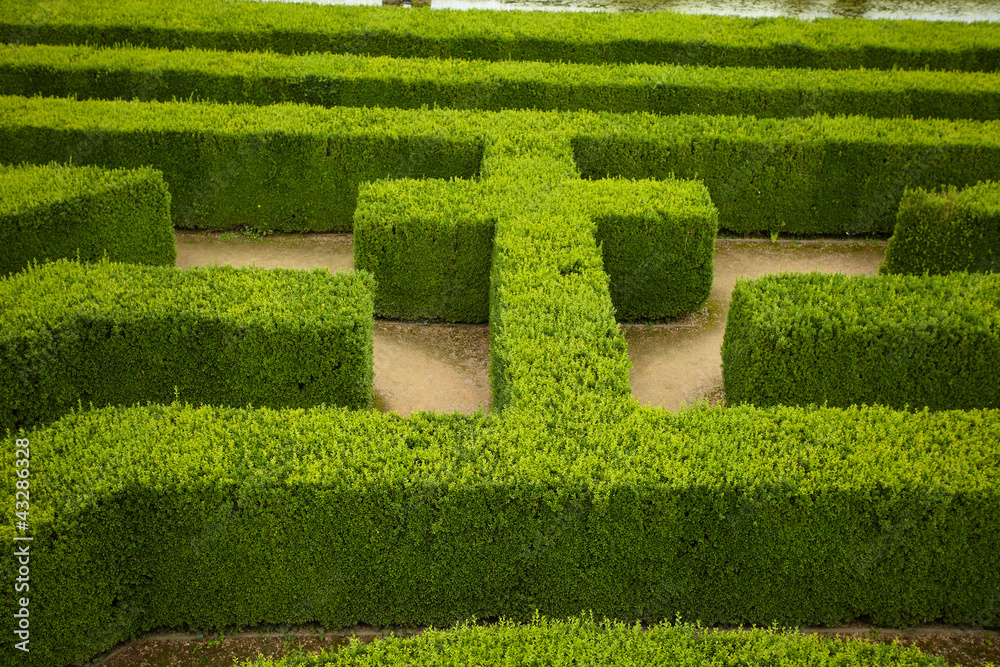 Naklejka premium geometric pattern of green hedge flowerbed