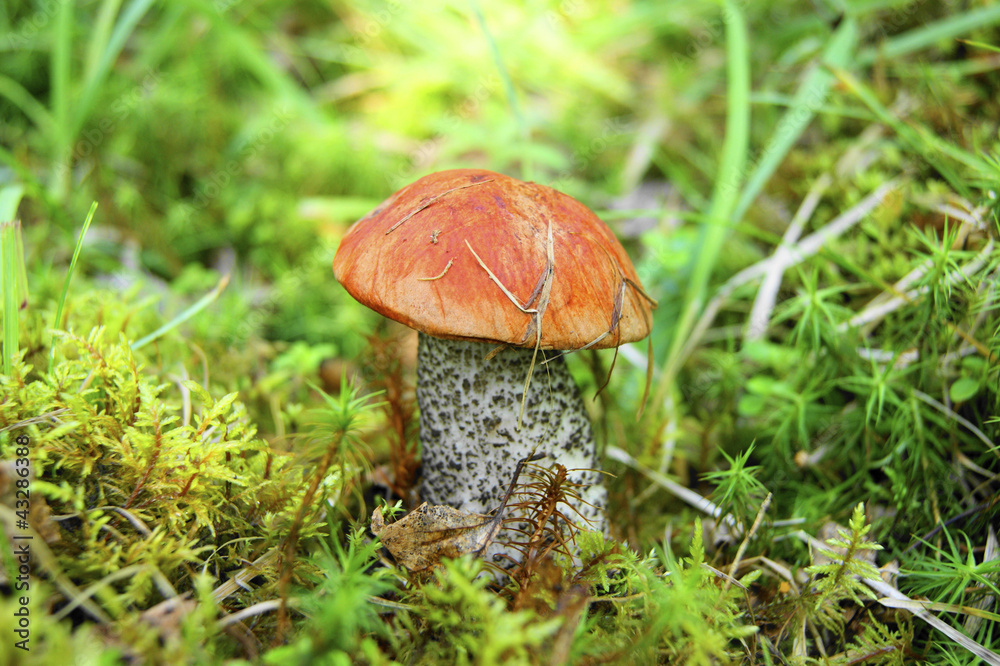 Mushroom in wood Mushroom in wood