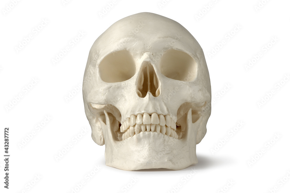 Skull, Human Skull, Human