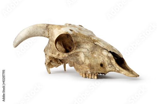Skull, Sheep