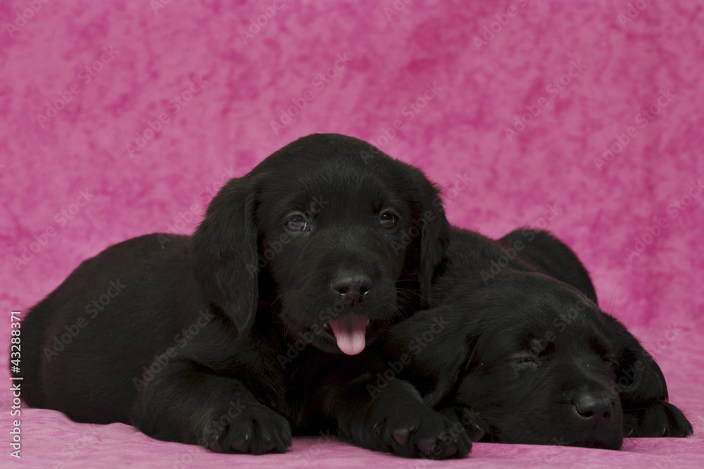 Fototapeta premium Black Labrador Puppies