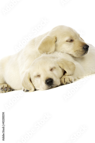 Golden Labrador Puppies © Paul Cotney