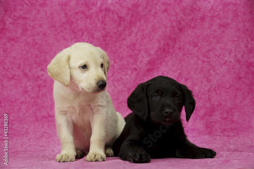 Fototapeta Naklejka Na Ścianę i Meble -  Golden and black Labrador Puppies
