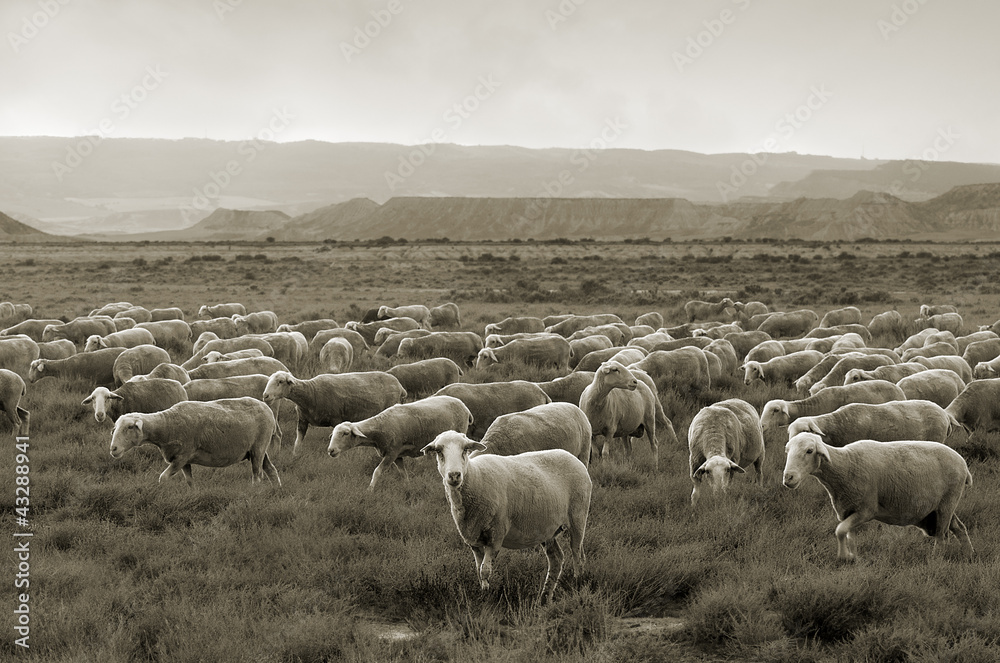 Fototapeta premium Sheep grazing at Bardenas desert