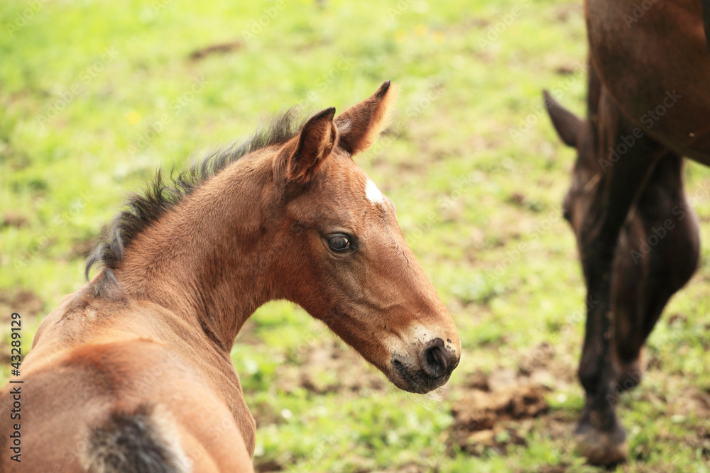 young foal has his first steps in the meadow young foal has his first steps in the meadow