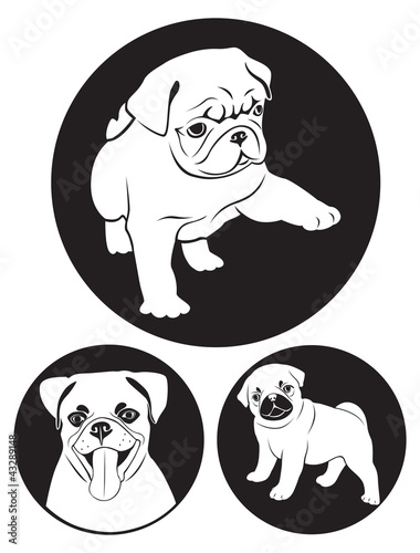pug-dog