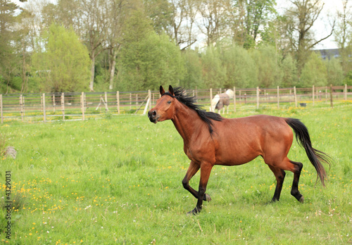horse galloping in a meadow in spring
