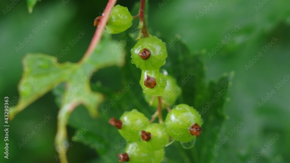 green leaves under heavy rain