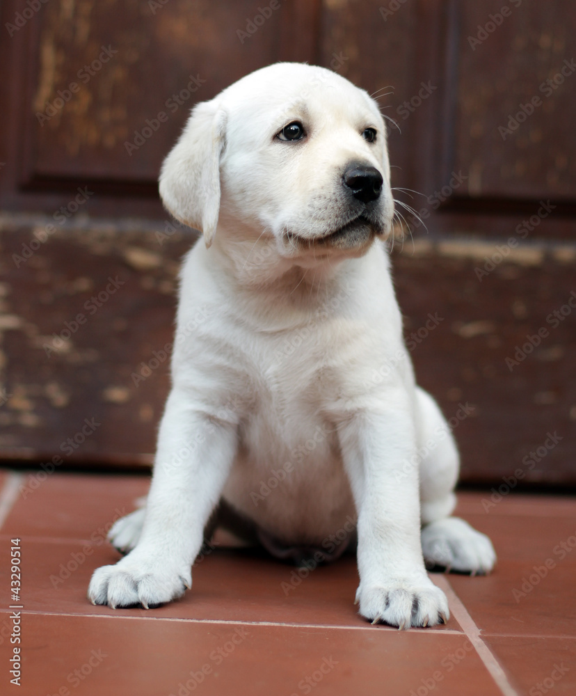 yellow labrador puppy at the door yellow labrador puppy at the door