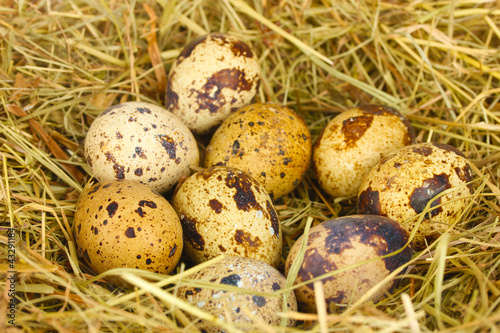 quail eggs in a nest of hay close-up