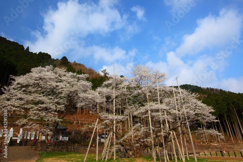 Usuzumi Zakura in spring, Gifu, Japan photo