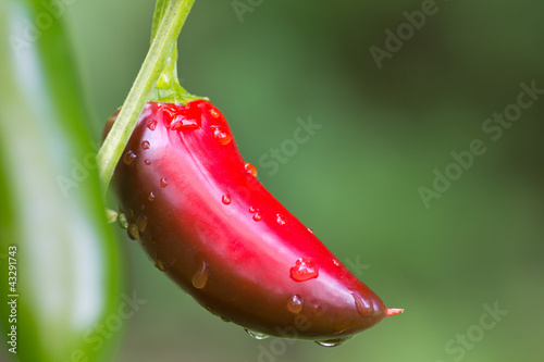 Chili Jalapeño nass photo