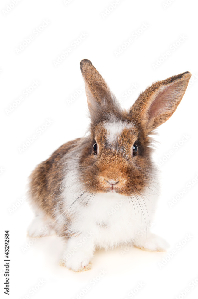 Brown rabbit, isolated on white Brown rabbit, isolated on white
