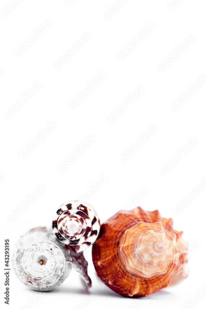 Three shellfishes piled up Three shellfishes piled up