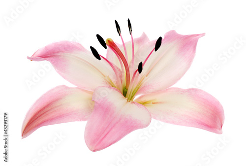 pink lily