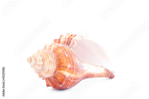One beige shellfish