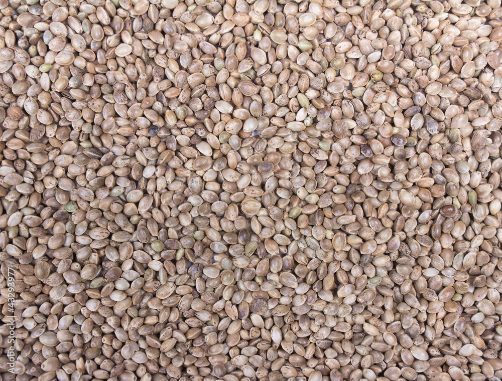 Hempseed background Hempseed background