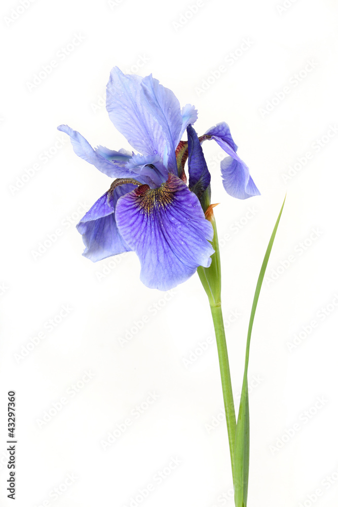 Siberian iris varieties Super Ego