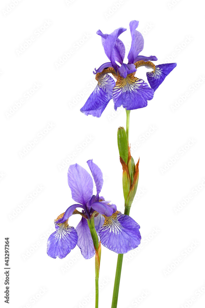 two Siberian irises