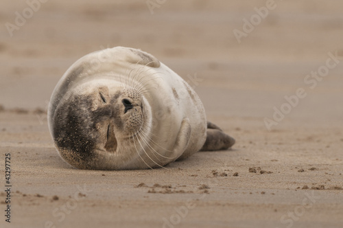 Baby Grey Seal Snoozing