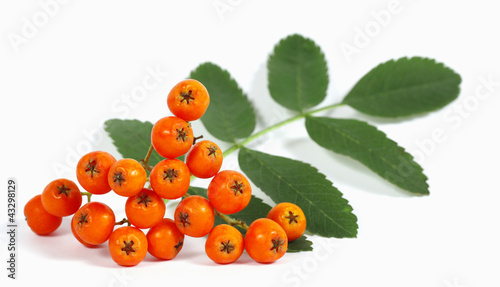 Fruits and the leaf of the rowan on the white background