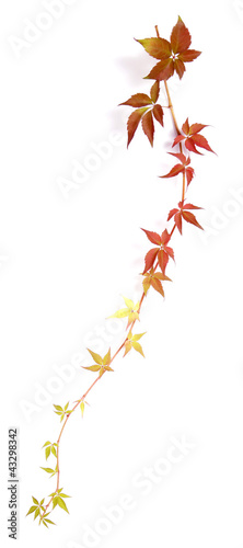 Hanging shoot of a climbing plant