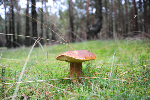 Braunkappe, Marone, Pilz, Maronenröhrling, Mykologie photo