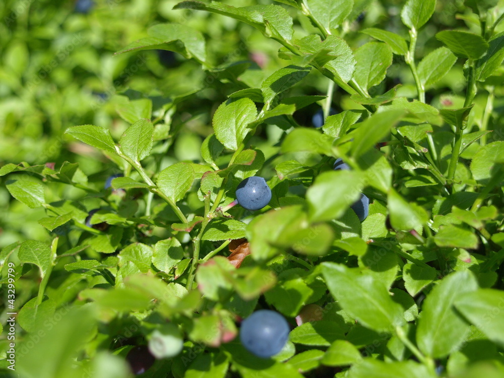 Heidelbeeren Heidelbeeren