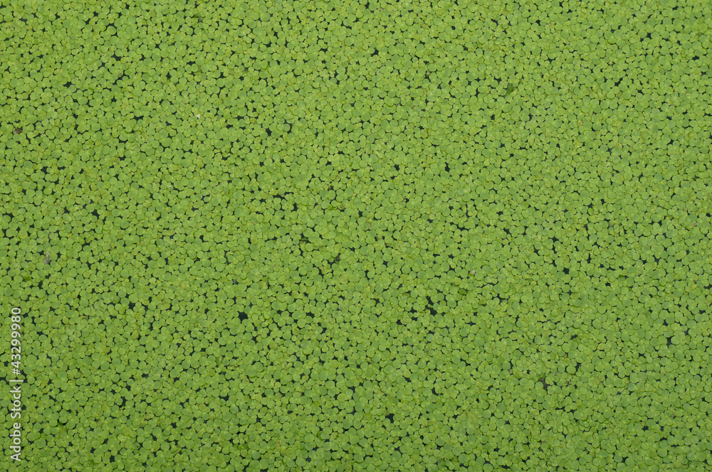 Green duckweeds Green duckweeds