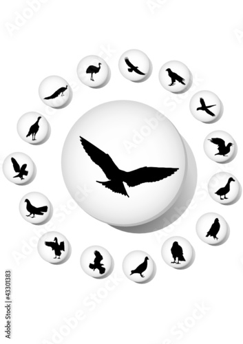 Set Birds. Vector. Similar works are in my galleries