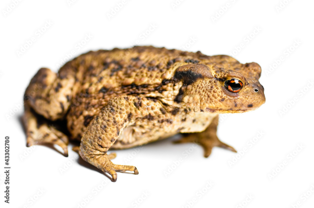 Froschvergnügen Froschvergnügen
