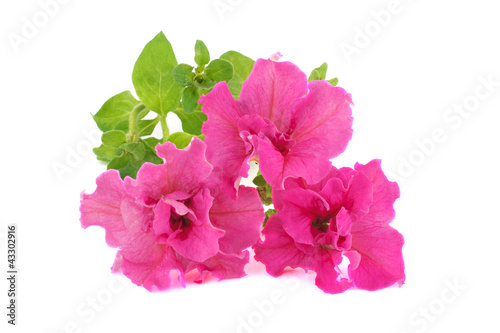 A bouquet of pink petunias isolated on white