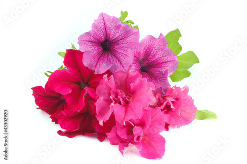 Fototapeta Naklejka Na Ścianę i Meble -  Bouquet of multicolored petunias isolated on white