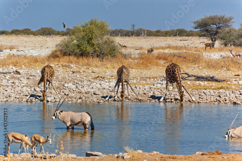 Giraffes at waterhole. African wildlife reserve, Etosha, Namibia