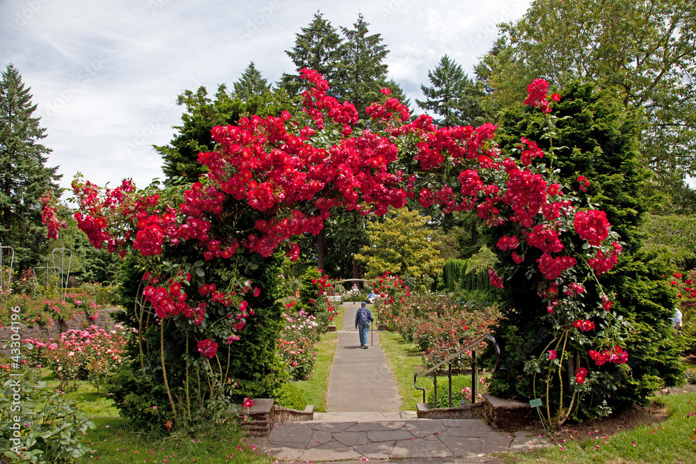 The rose test garden