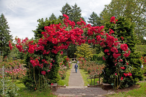 Fototapeta Naklejka Na Ścianę i Meble -  The rose test garden