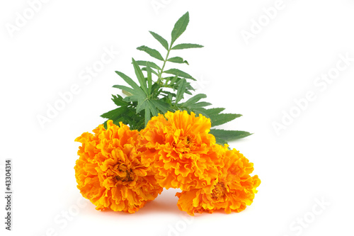 Fototapeta Naklejka Na Ścianę i Meble -  double yellow marigolds isolated on white