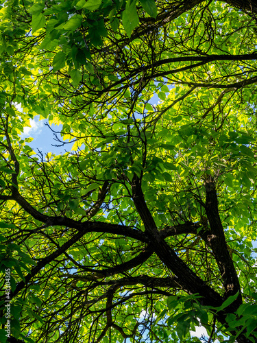 Green leaves in trees