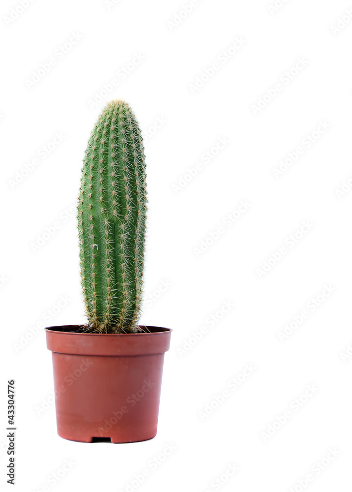 cactus in a pot on white background cactus in a pot on white background