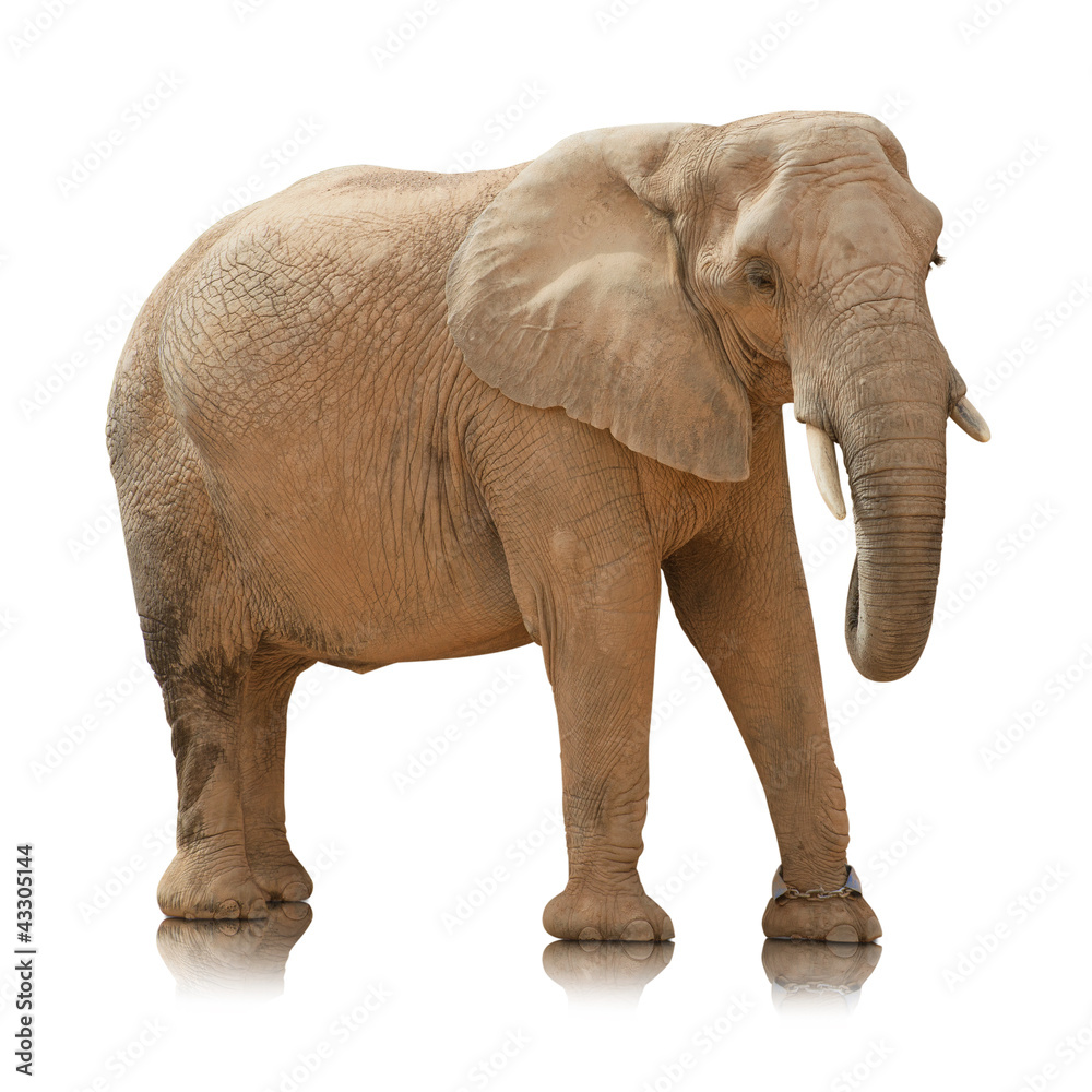 Fototapeta premium Portrait Of An Elephant Bull&nbsp;
