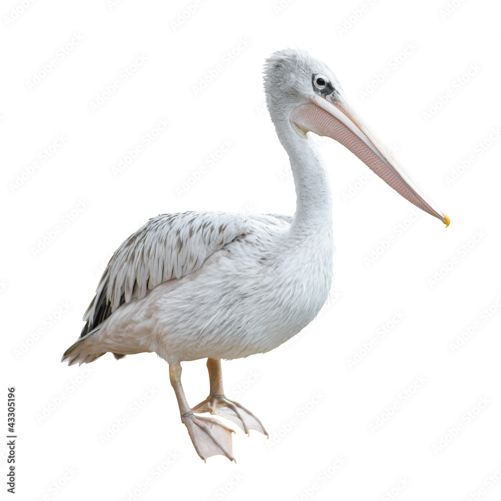 Potrait Of A Pelican Potrait Of A Pelican