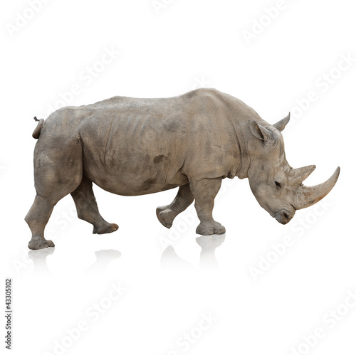 Canvas Print Potrait Of A Rino