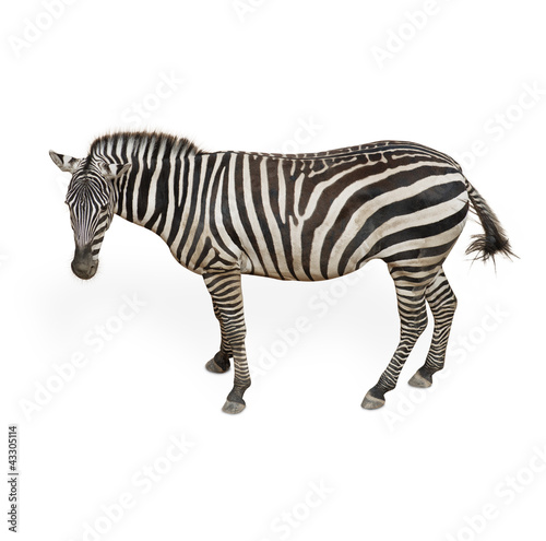 Potrait Of A Zebra