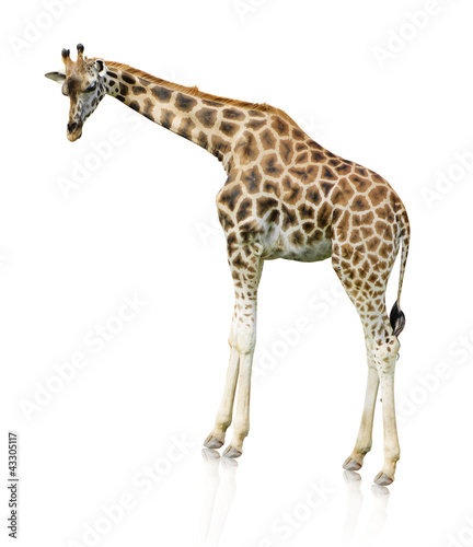Potrait Of A Giraffe