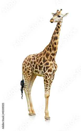 Fototapeta Naklejka Na Ścianę i Meble -  Potrait Of A Giraffe