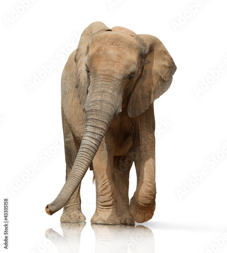 Portrait Of An Elephant Bull  