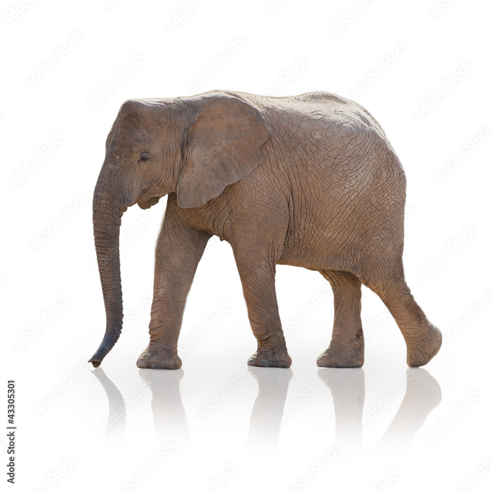 Portrait Of An Elephant
