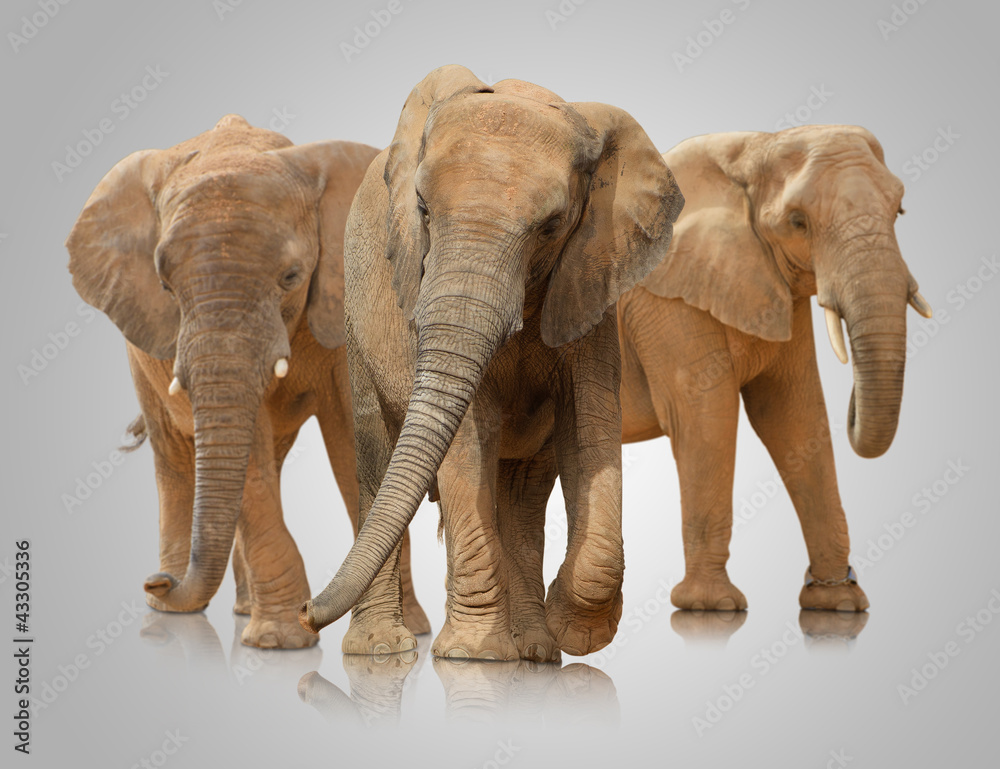 Fototapeta premium Small Group Of Elephant Walking