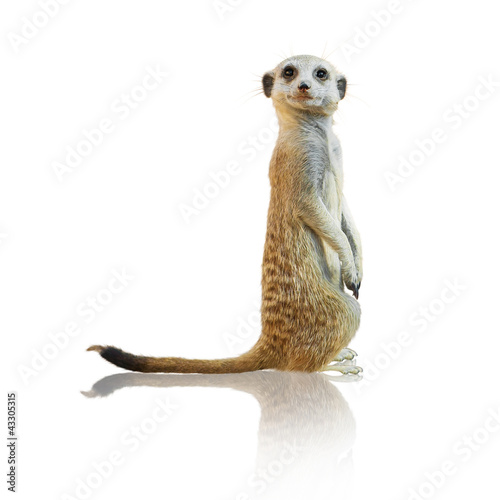 Portrait Of A Meerkat photo